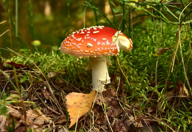 istock Red mushroom amanita toxic, also called panther cap 1284121957