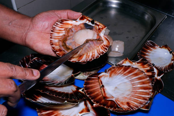 istock live scallop in a shell, chef preparing in a kitchen 1284122063