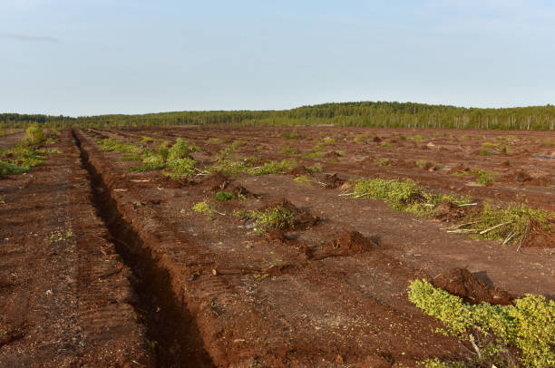 istock Destruction of trees on peatlands and drainage of peat bogs at extraction site 1284122245
