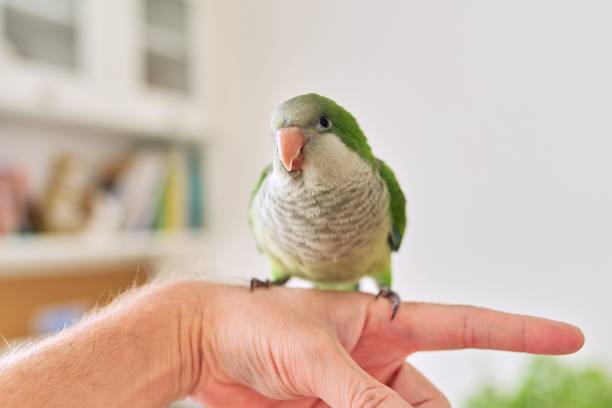 istock Young green parrot chick quaker on a man's hand at home 1284122267