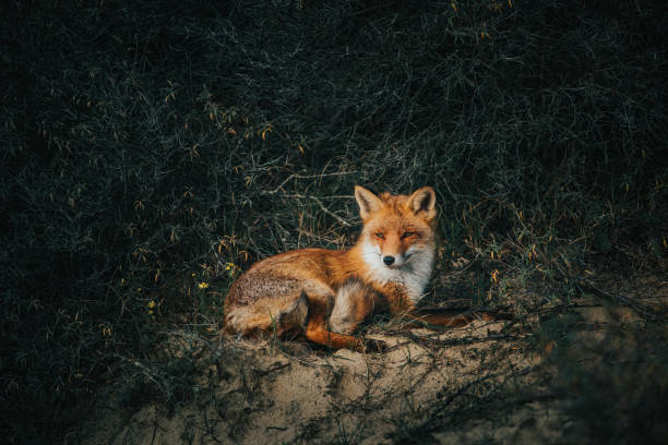 istock Red Fox laying in the bushes 1284122330