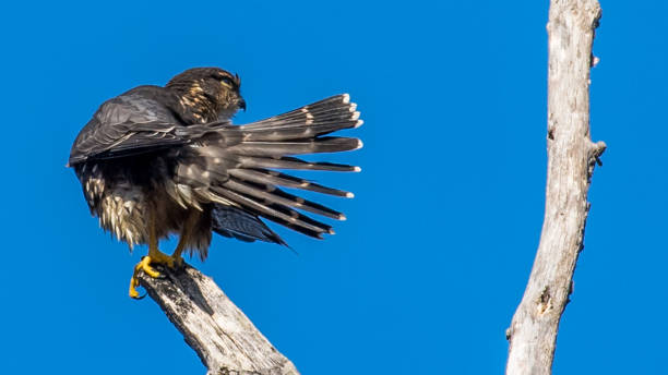istock Merlin bird on a branch portrait and in flight 1284122334