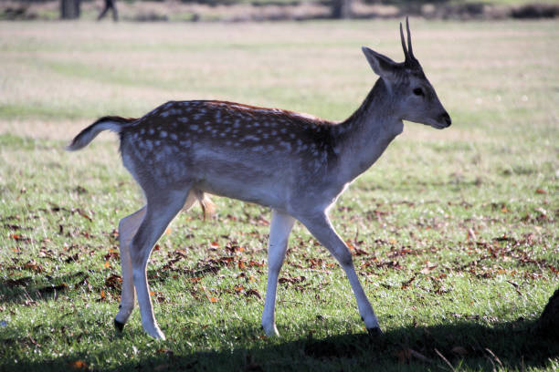 istock A close up of a Fallow Deer 1284122347