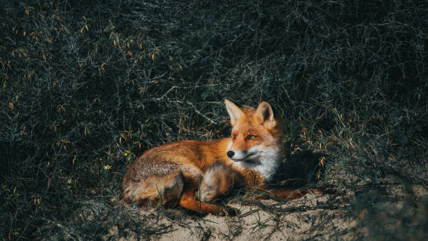 istock Red Fox laying in the bushes 1284122357