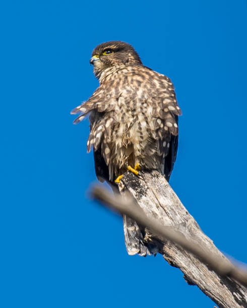 istock Merlin bird on a branch portrait and in flight 1284122368