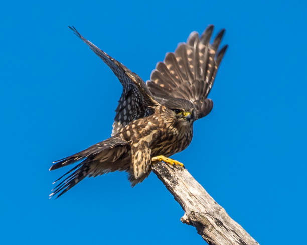 istock Merlin bird on a branch portrait and in flight 1284122892