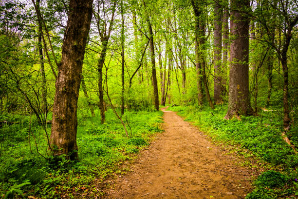 istock Trail through the forest at Lancaster County Central Park, Pennsylvania 1284124014