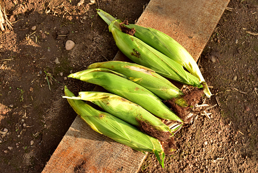 Green cobs of corn on a wooden board on the ground