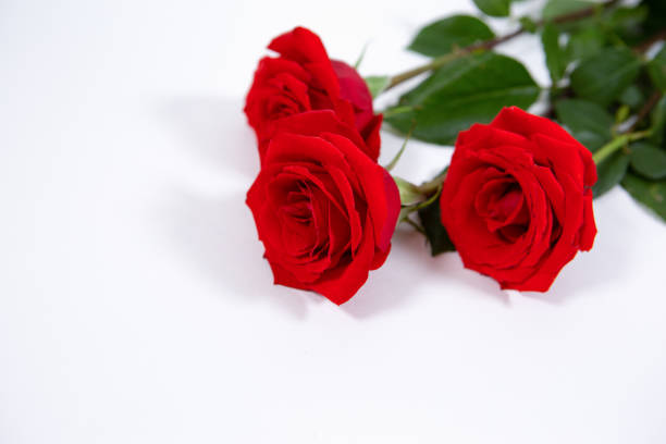 istock Three large beautiful rose flowers isolated on a white background 1284128106