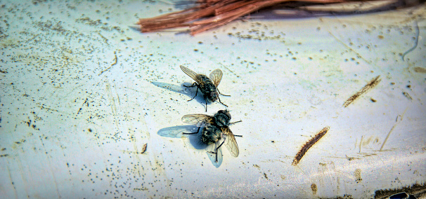 Two flys on a dirty white metal surface