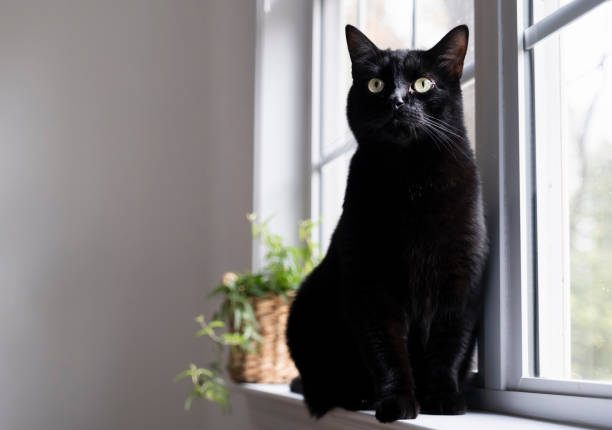 Gato Negro en el alféizar de la ventana - foto de stock