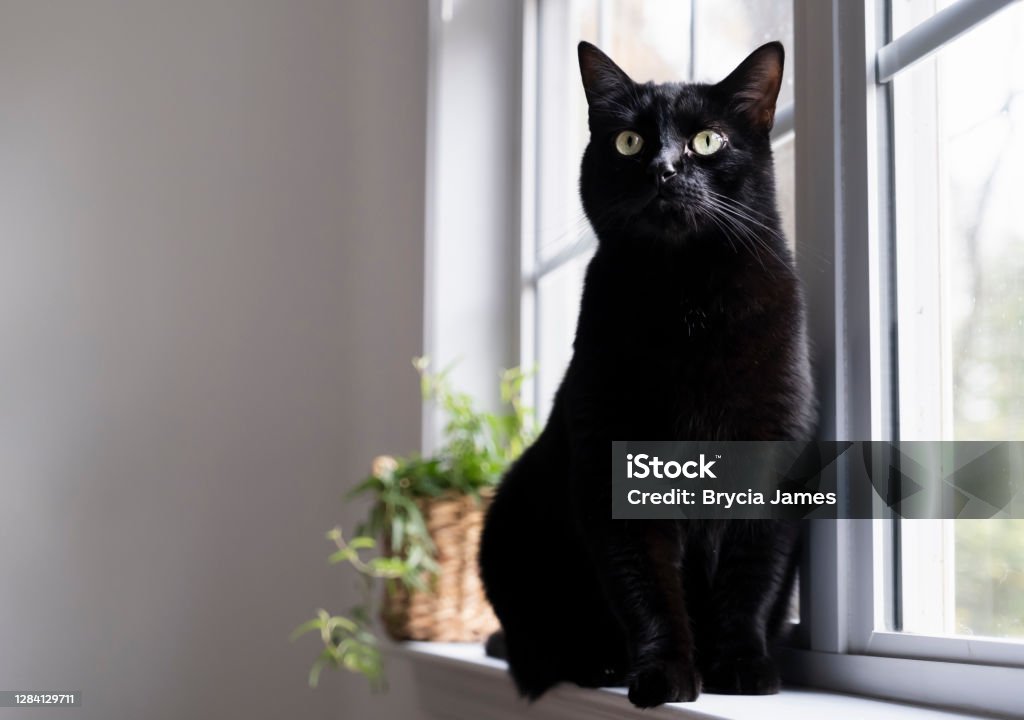 Black Cat on the Window Sill An all black cat sitting on a white window sill. Black Color Stock Photo