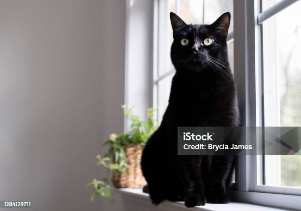 Black Cat On The Window Sill Stock Photo - Download Image Now - Black Color, Domestic Cat, Window