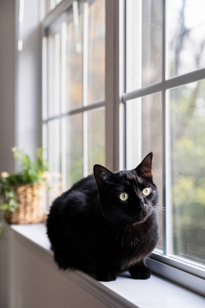 istock Black Cat on the Window Sill 1284129734