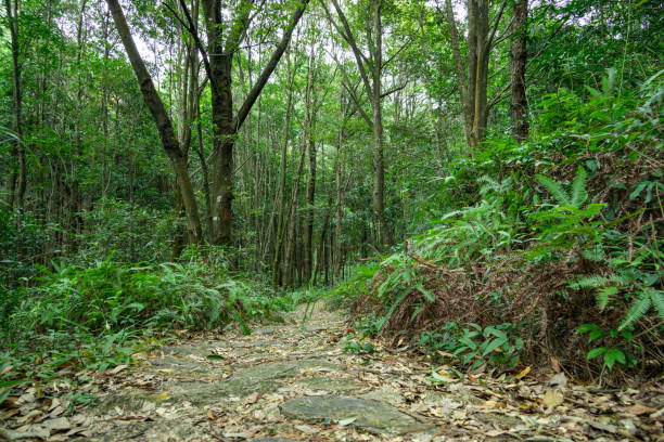 istock Scenic stone path in fresh green grass. 1284133541