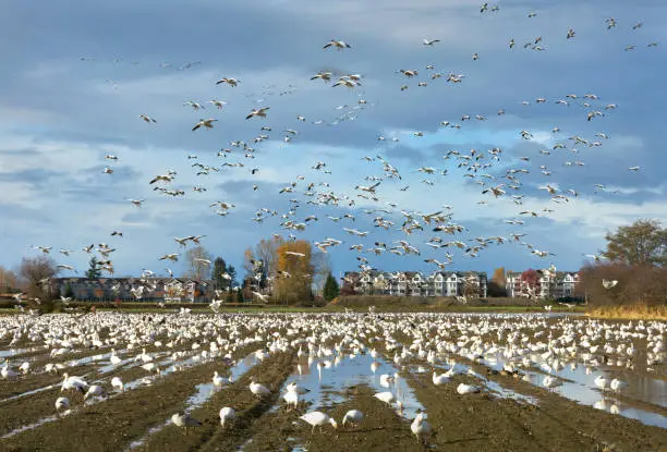 Snow geese gather in a farmer’s field to rest and feed. Richmond, British Columbia, Canada.