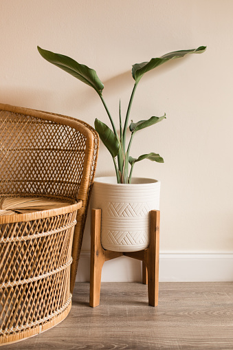 A Rattan Chair & a Bird of Paradise Plant in a Mid-Century Modern Pot.