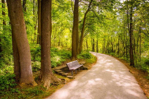 Bench along a path through the forest at Centennial Park in Columbia, Maryland Bench along a path through the forest at Centennial Park in Columbia, Maryland ellicott city maryland stock pictures, royalty-free photos & images