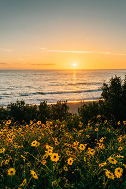 Yellow flowers and sunset over the Pacific Ocean at Salt Creek Beach in Dana Point, California Yellow flowers and sunset over the Pacific Ocean at Salt Creek Beach in Dana Point, California dana point stock pictures, royalty-free photos & images