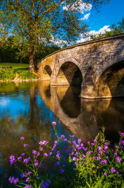 Purple flowers and Burnside Bridge reflecting in Antietam Creek, at Antietam National Battlefield, Maryland.