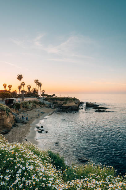 fiori e vista di una spiaggia al tramonto, a la jolla, san diego, california - la jolla cove foto e immagini stock