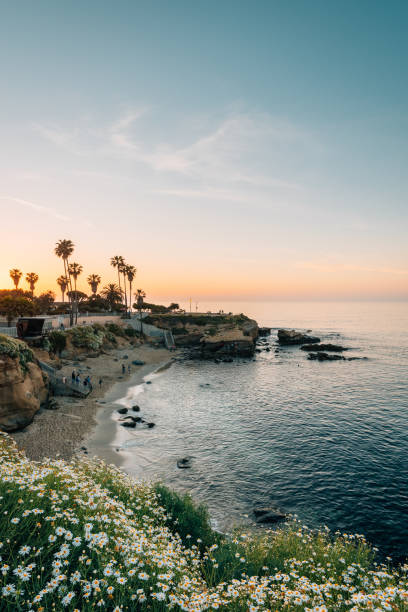 Flowers and view of a beach at sunset, in La Jolla, San Diego, California stock photo