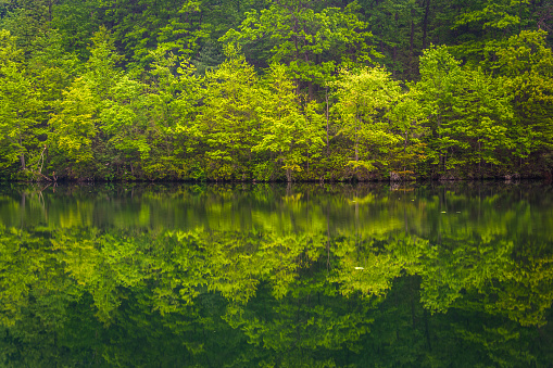 Trees reflecting in Prettyboy Reservoir in Baltimore County, Maryland