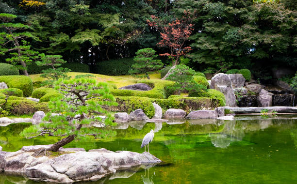 伝統的なスタイルの日本庭園と池と鯉 - 福岡 ストックフォトと画像