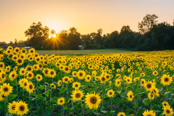 Sunset over a sunflower field in Jarrettsville, Maryland stock photo