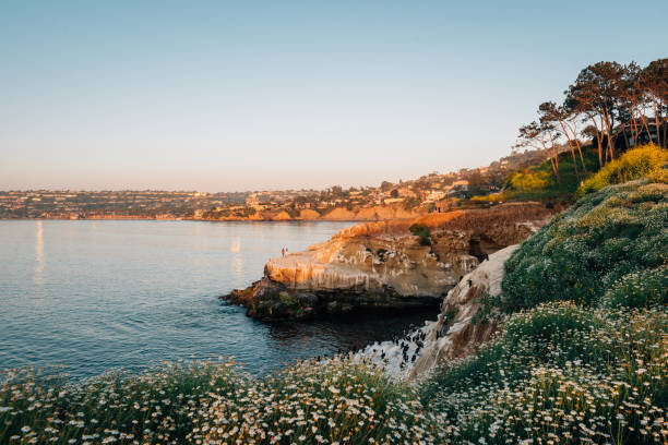 flores e costa rochosa ao pôr do sol, em la jolla, san diego, califórnia - la jolla cove - fotografias e filmes do acervo