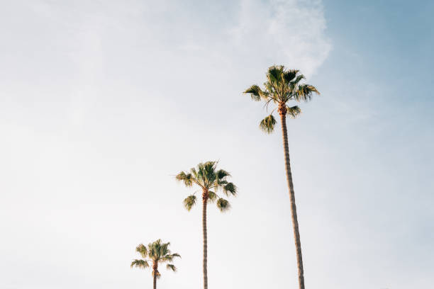 istock Palm trees in Laguna Beach, Orange County, California 1284156977