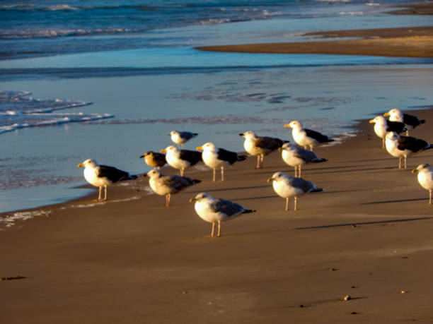 istock On the North Sea beach in Denmark 1284157121