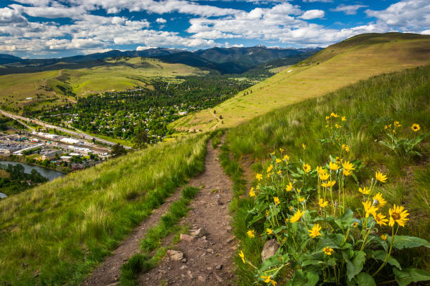 Trail and flowers on Mount Sentinel, in Missoula, Montana stock photo