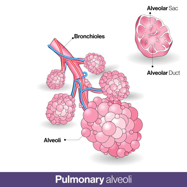 인간 폐포의 해부학, 호흡 해부학: 가스 교환 - 세기관지 stock illustrations