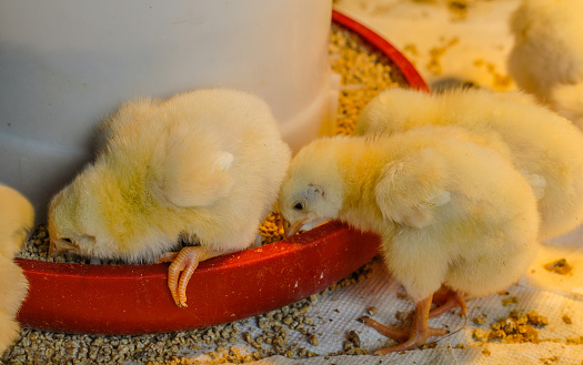 Picture of small chicks feeding from a feeder.
