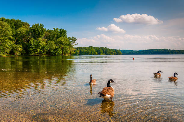 Geese in the water at Loch Raven Reservoir, near Towson, Maryland Geese in the water at Loch Raven Reservoir, near Towson, Maryland towson photos stock pictures, royalty-free photos & images