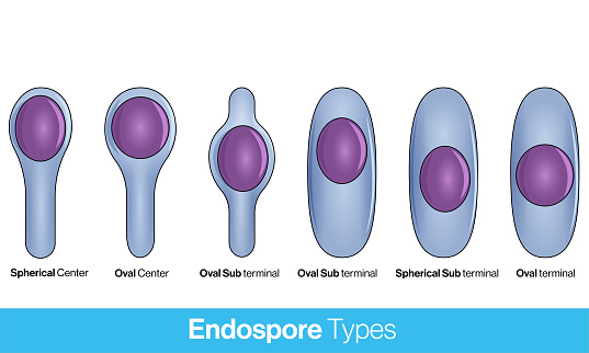 location of bacterial spores. types of endospore. Endospore structure vector illustration.