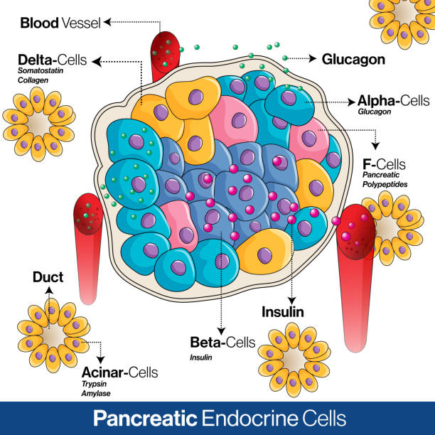 anatomi sistem endokrin pankreas, sel alfa, beta dan delta yang mengeluarkan glucagon, insulin, dan ilustrasi vektor somatostatin - asian blood sugar test ilustrasi stok