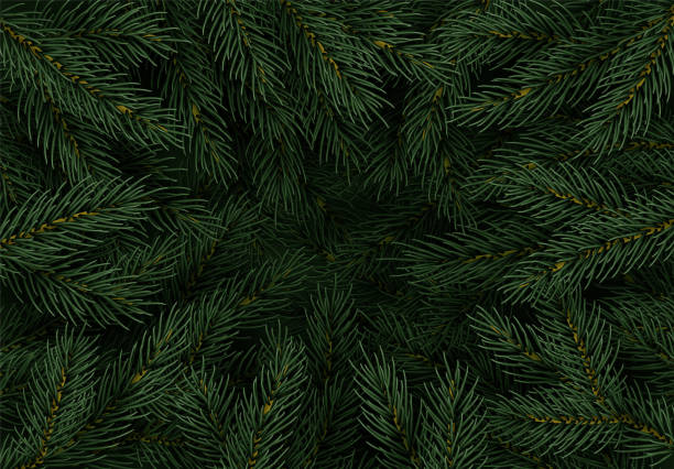 Christmas tree branches. Festive Xmas border of green branch of pine. Pattern pine branches, spruce branch. Realistic design decoration elements. Vector illustration Christmas tree branches. Festive Xmas border of green branch of pine. Pattern pine branches, spruce branch. Realistic design decoration elements. Vector illustration evergreen stock illustrations