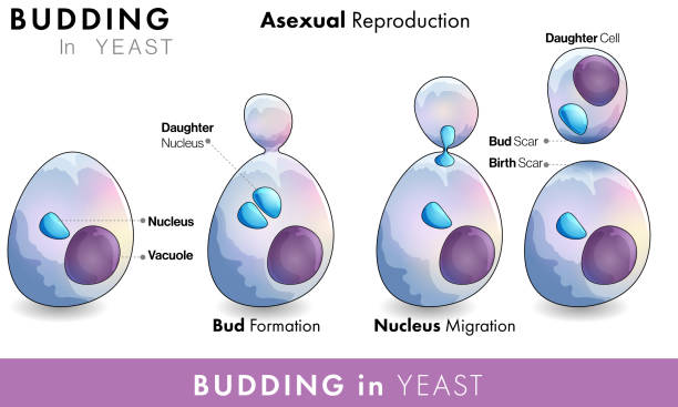 Mechanism Of reproduction in Yeast or fungus and stages of budding in yeast Mechanism Of reproduction in Yeast or fungus and stages of budding in yeast bakers yeast stock illustrations