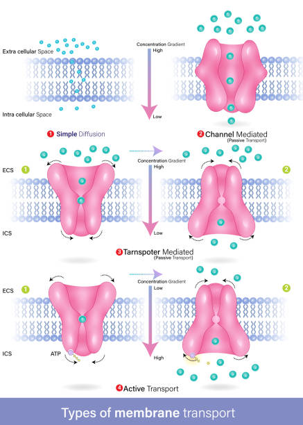 ilustrações de stock, clip art, desenhos animados e ícones de vector of types of membrane transport diffusion, active and passive transport, facilitated diffusion - secondary action