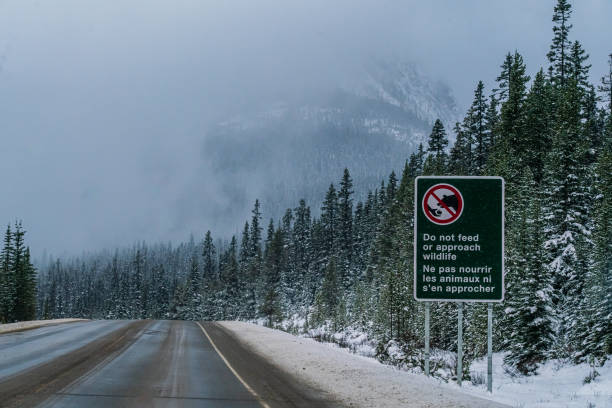 british columbia - wildlife in area sign through the rocky mountains - canada moose winter snow imagens e fotografias de stock