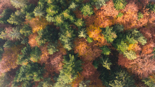 istock Aerial autumn forest pattern with pinetrees and colorful leaves 1284163482