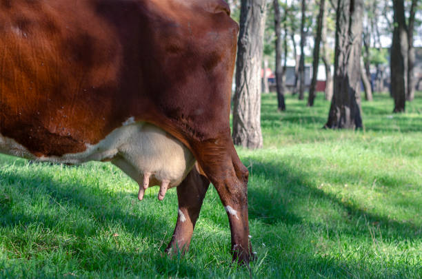 istock Back of brown cow in  pasture. 1284163642