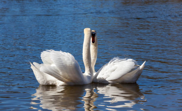 istock floating on the water a group of white Swan 1284164571