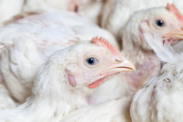 istock chicks of white broiler chicken 1284164647