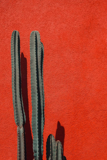 istock Green cactus against orange background. 1284164681