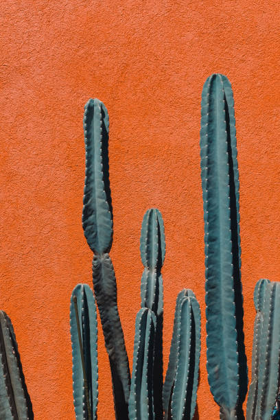 istock Green cactus against orange background. 1284164683