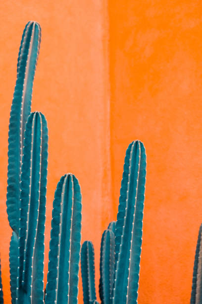 istock Green cactus against orange background. 1284164703