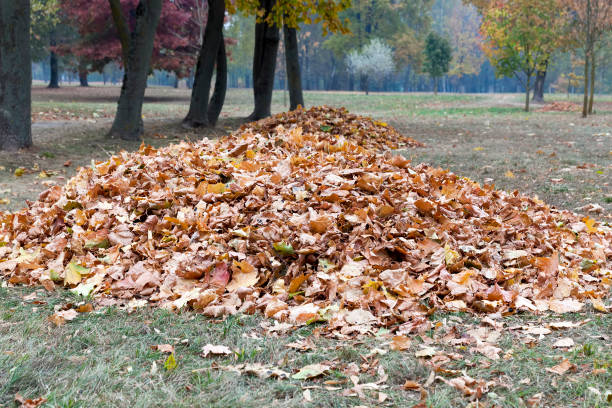 istock collecting fallen leaves in heaps 1284164805